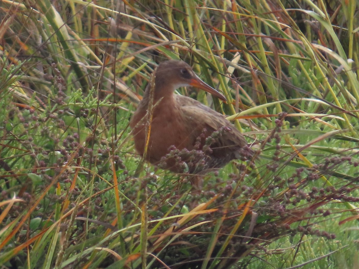 Ridgway's Rail - ML643773715