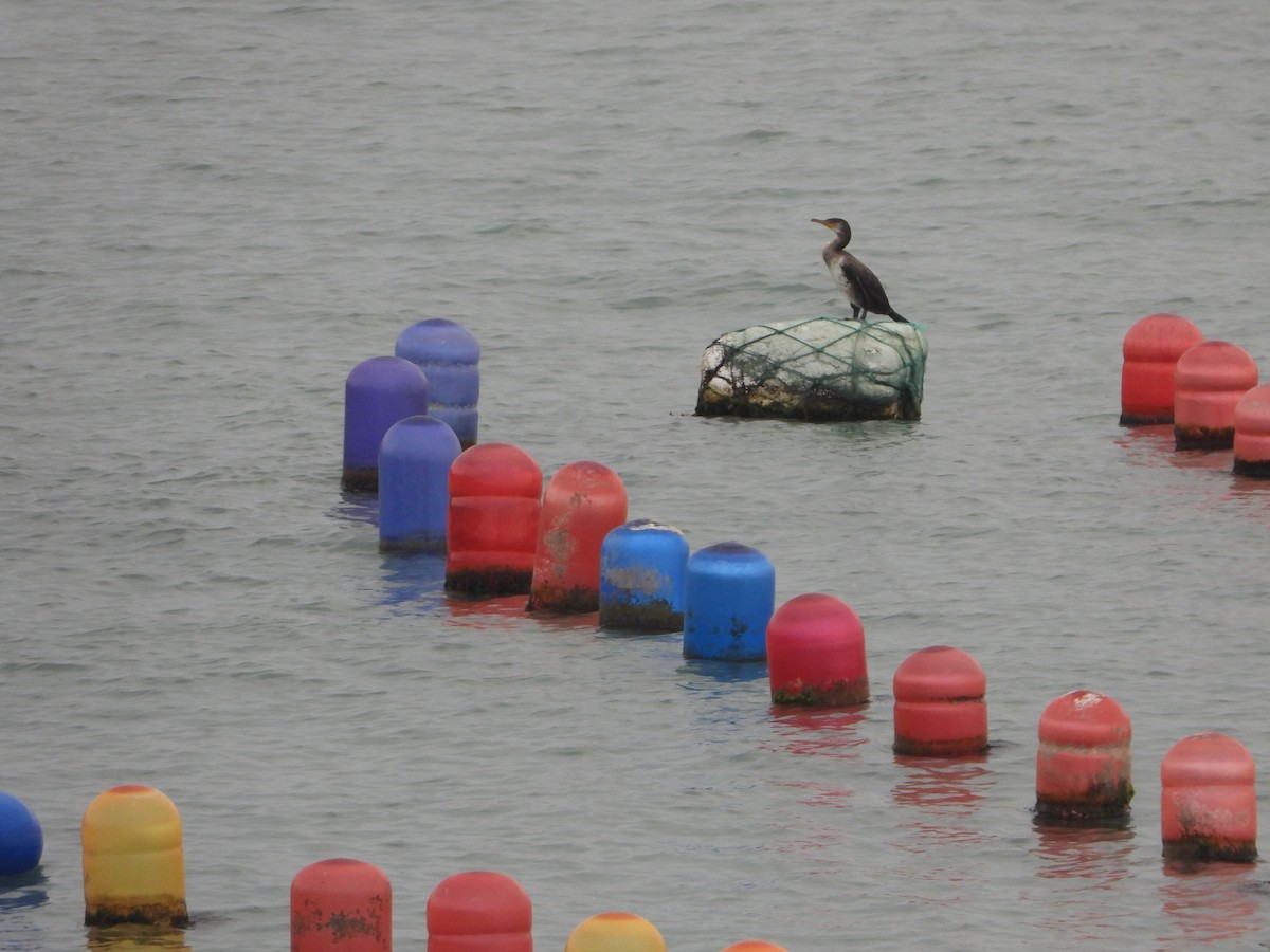 Japanese Cormorant - ML643773719