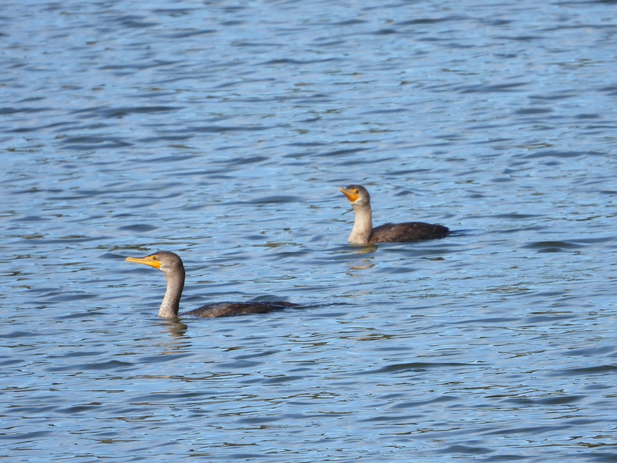 Double-crested Cormorant - ML643773723