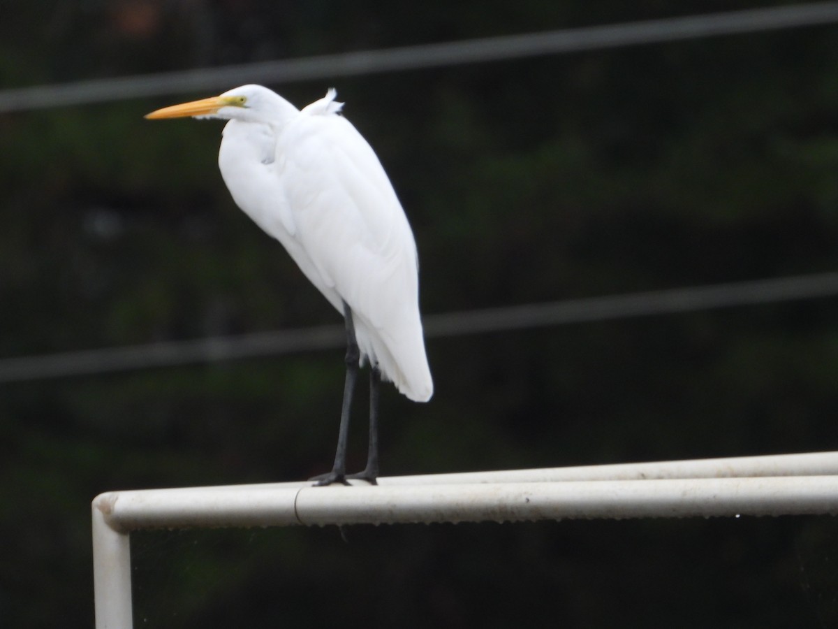 Цасч дэглий - ML643773724