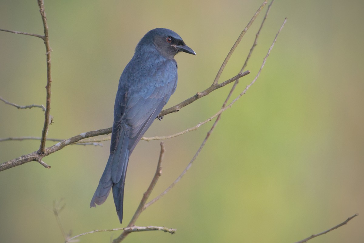 Ashy Drongo - ML643773726