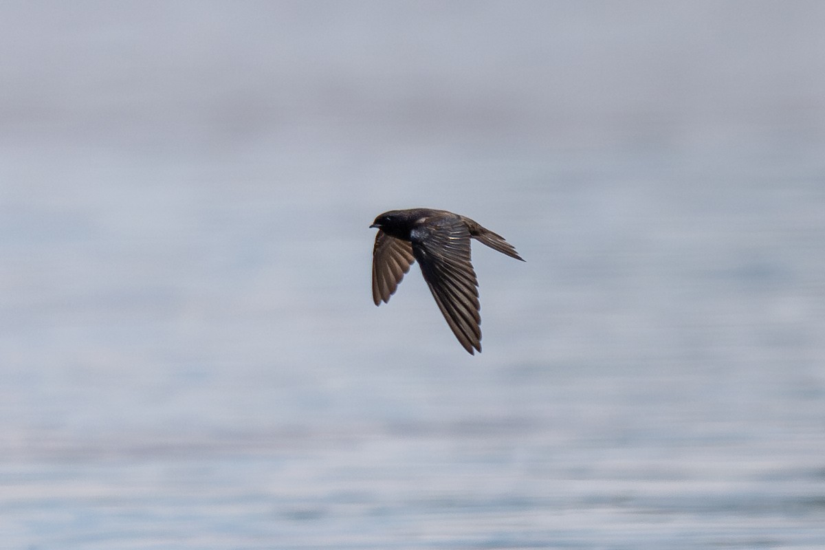 Purple Martin - ML643773727