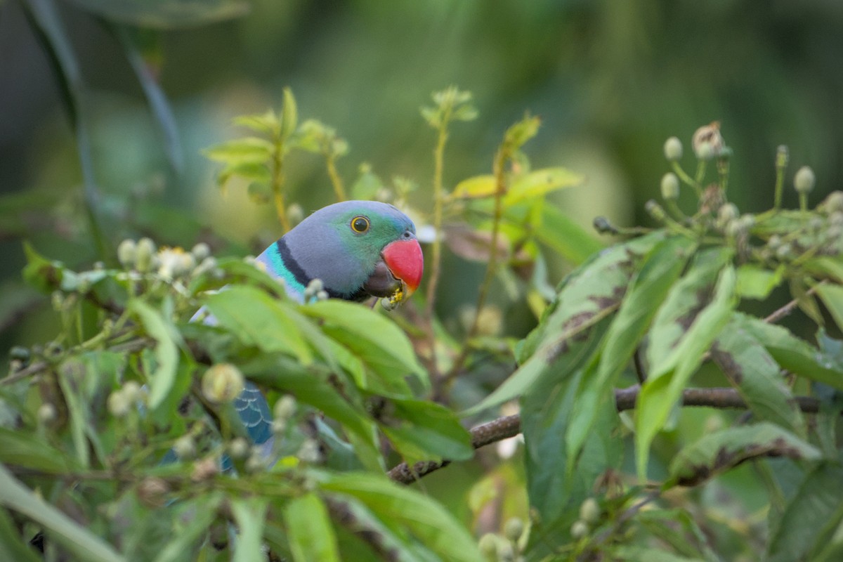 Malabar Parakeet - ML643773737