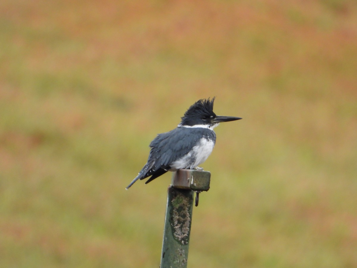 Belted Kingfisher - ML643773738