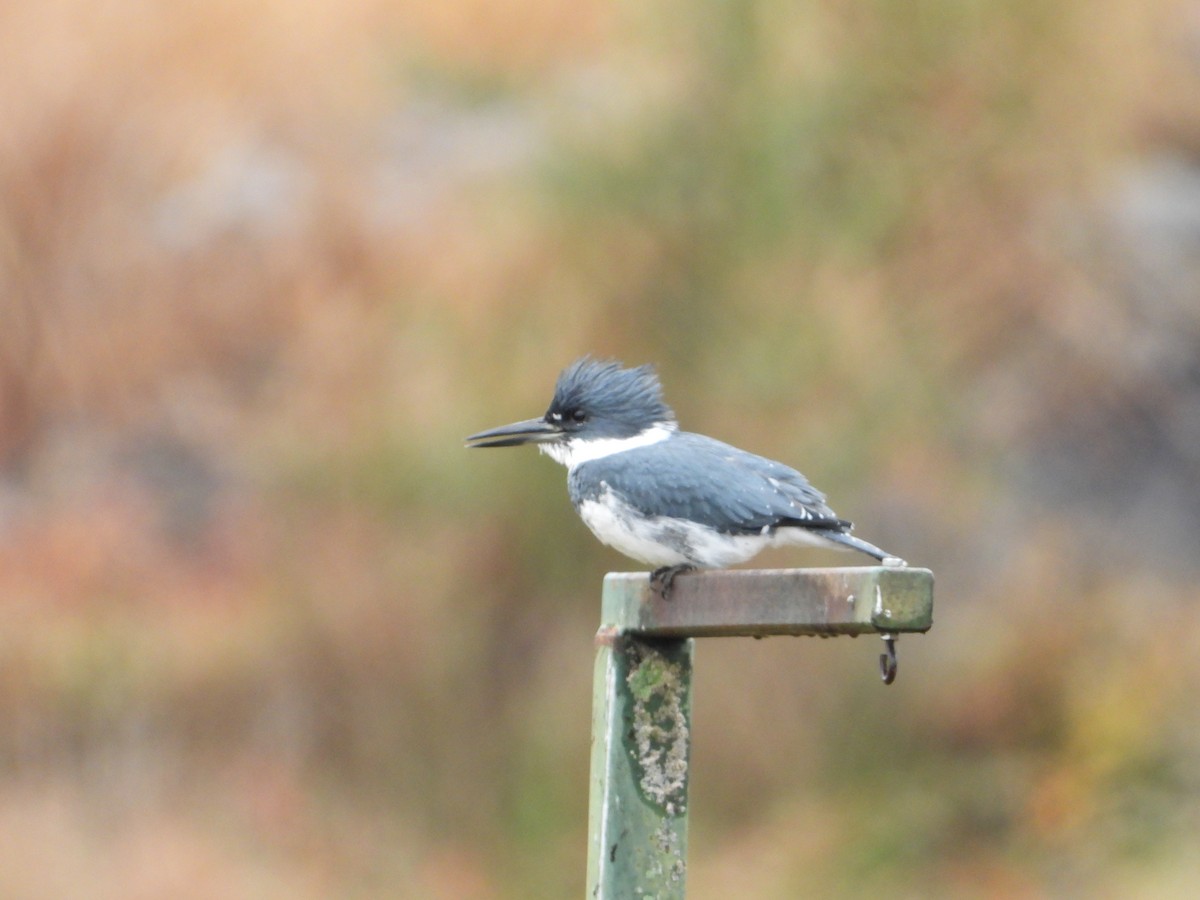 Belted Kingfisher - ML643773739