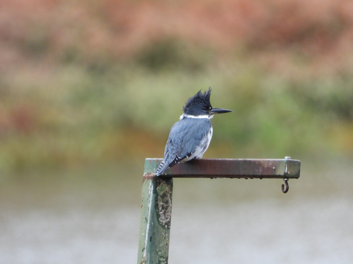 Belted Kingfisher - ML643773740