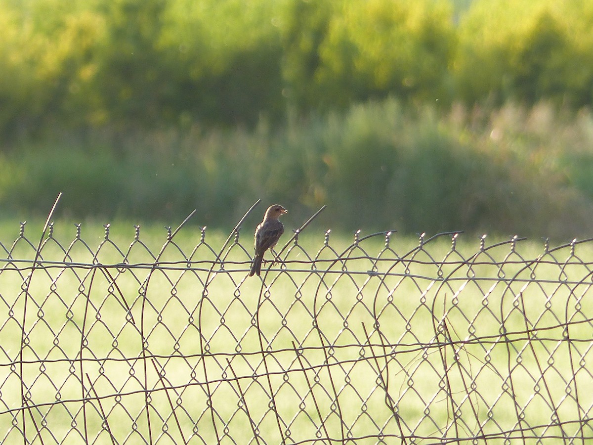Lazuli Bunting - ML643773747