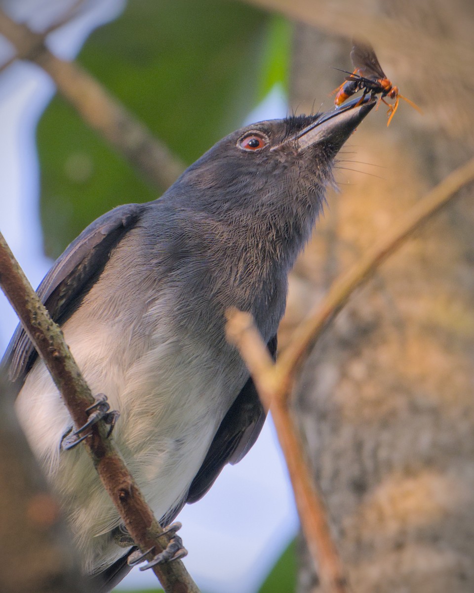 White-bellied Drongo - ML643773749