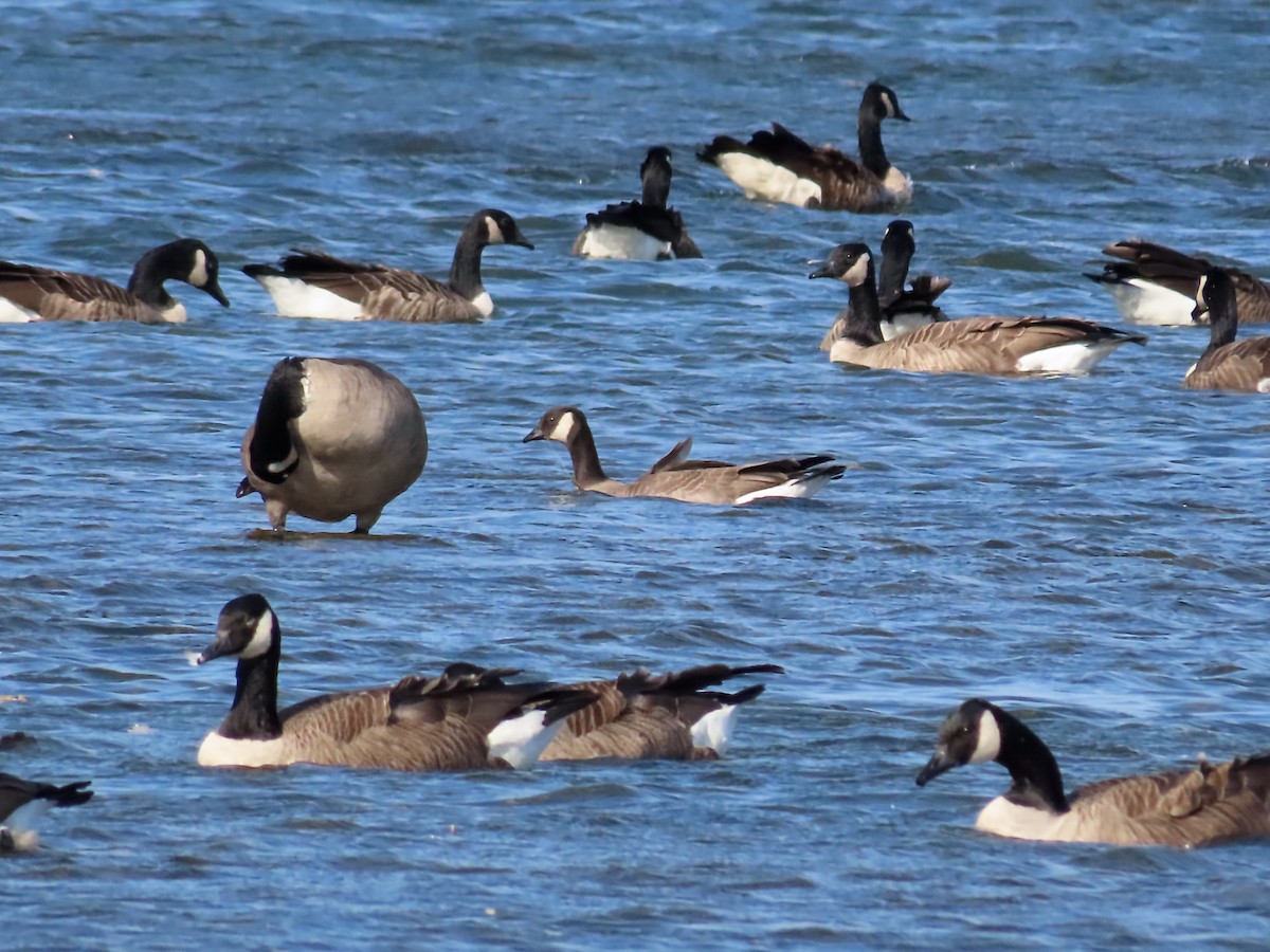 Cackling Goose - ML643773757