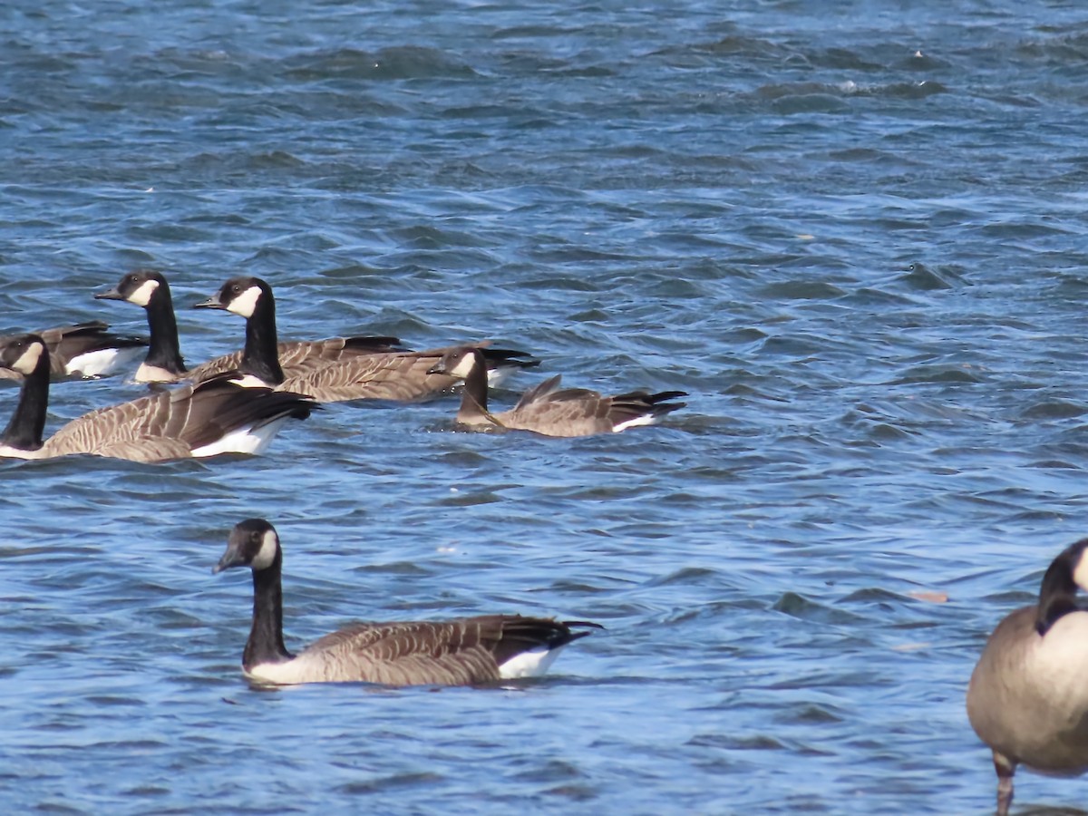 Cackling Goose - ML643773758