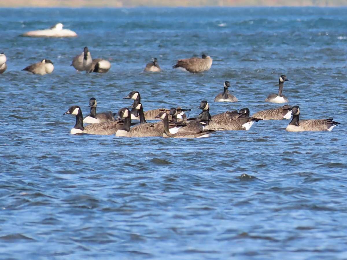 Cackling Goose - ML643773759