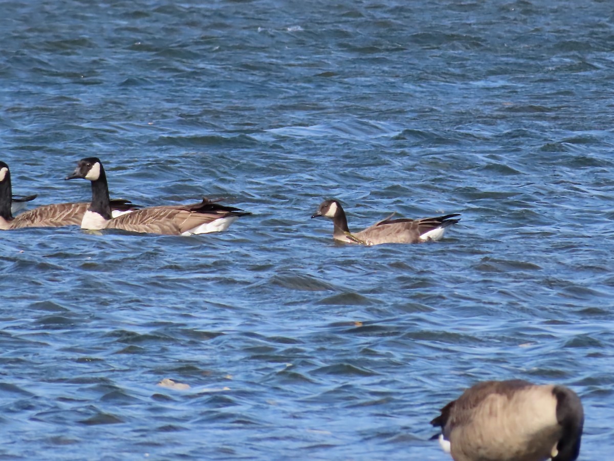 Cackling Goose - ML643773760
