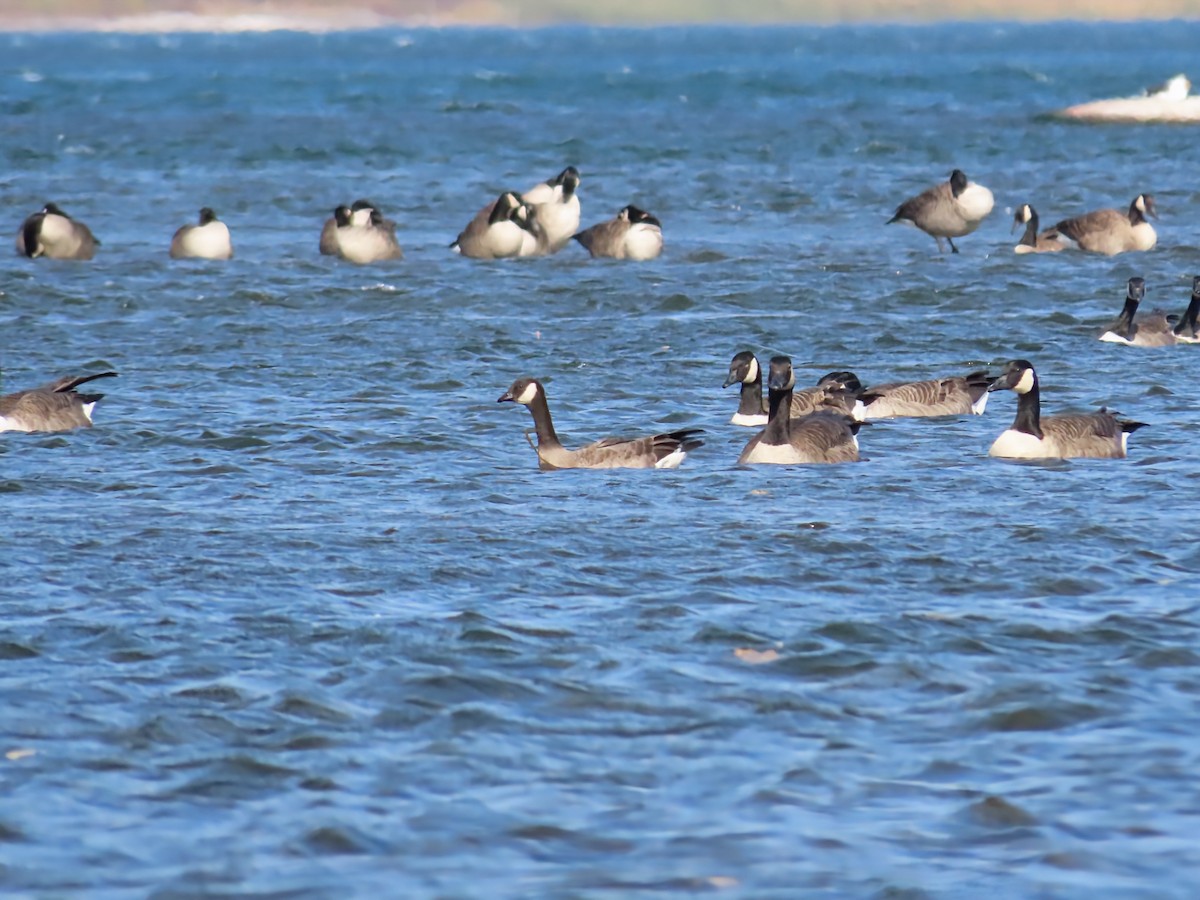 Cackling Goose - ML643773761