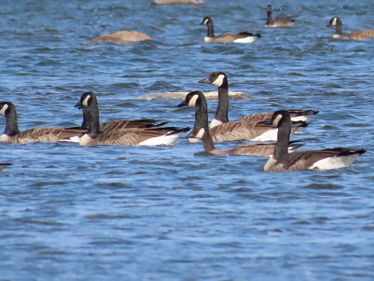 Cackling Goose - ML643773762