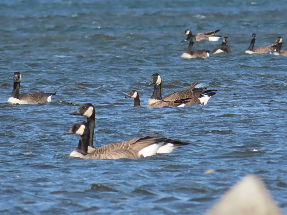 Cackling Goose - ML643773763