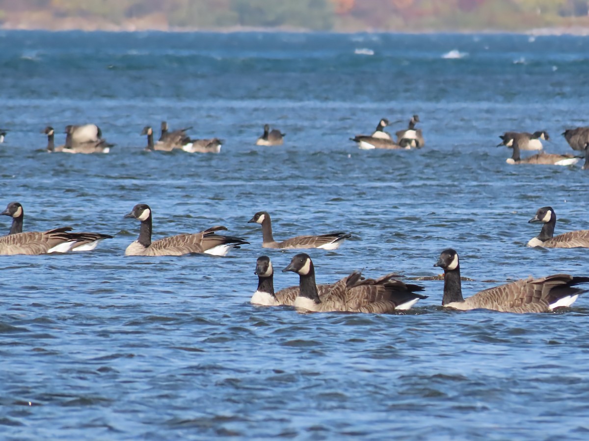 Cackling Goose - ML643773764