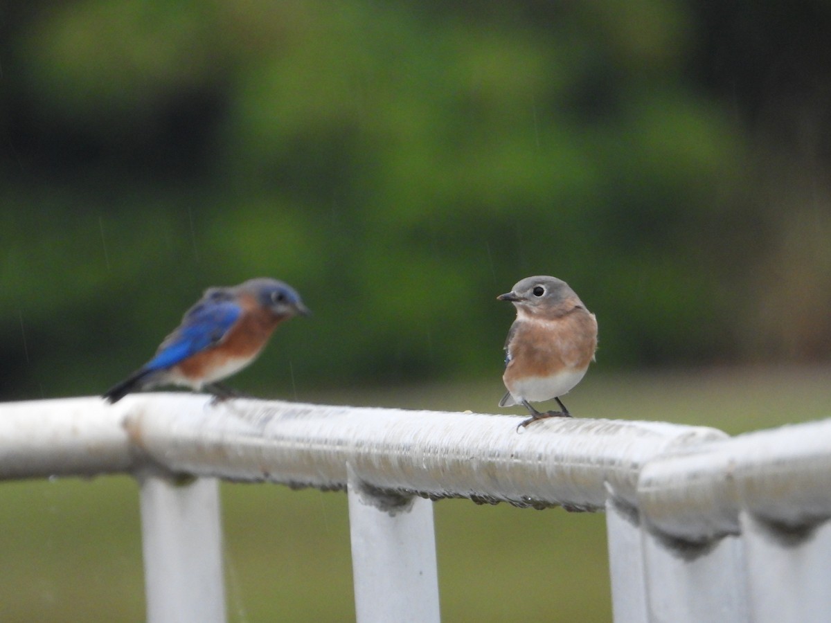 Eastern Bluebird - ML643773767