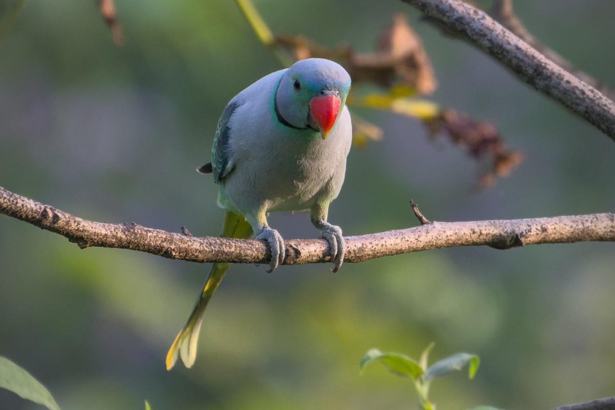 Malabar Parakeet - ML643773768