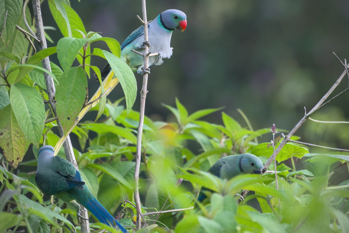 Malabar Parakeet - ML643773769