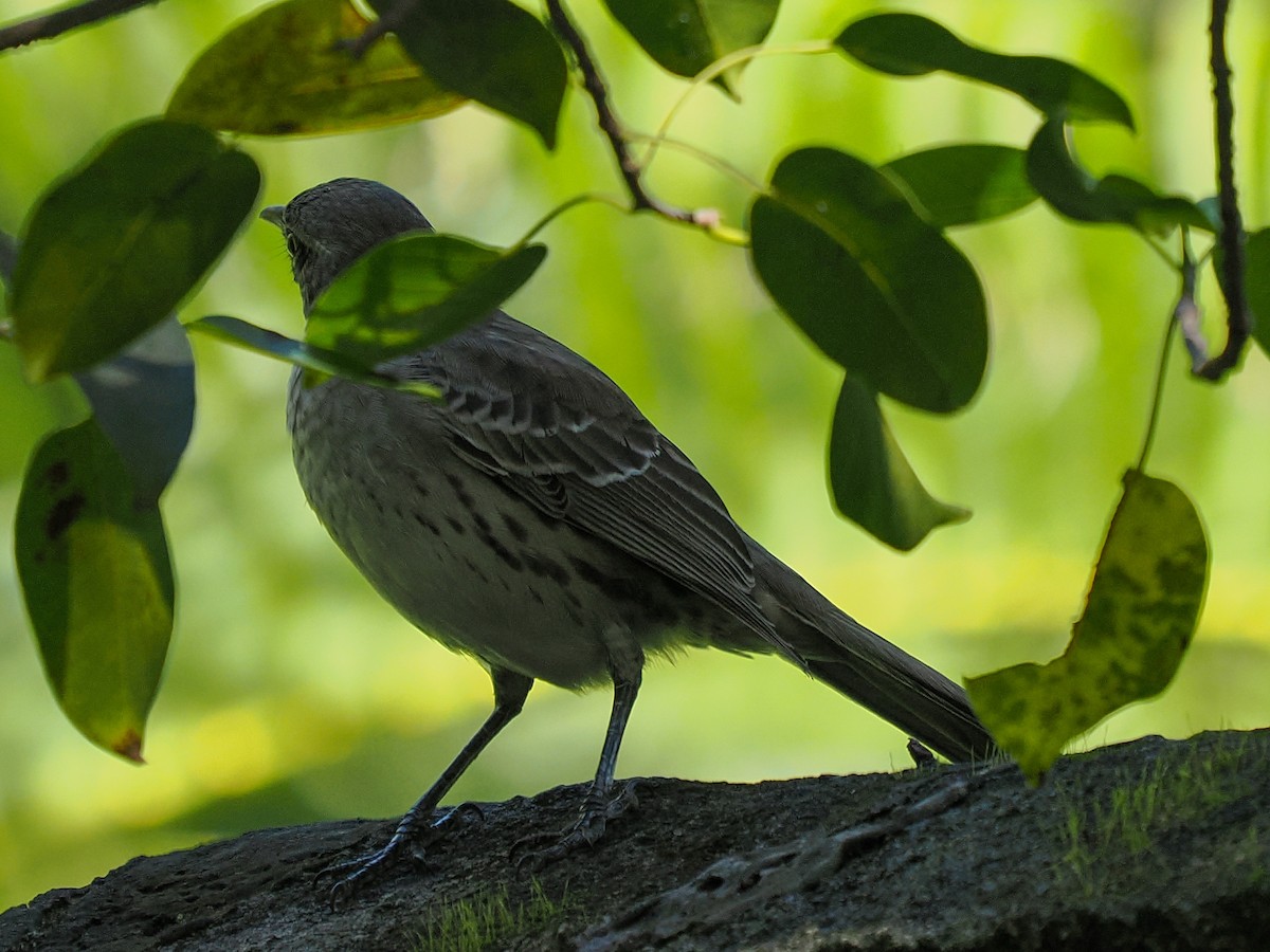 Bahama Mockingbird - ML643773770