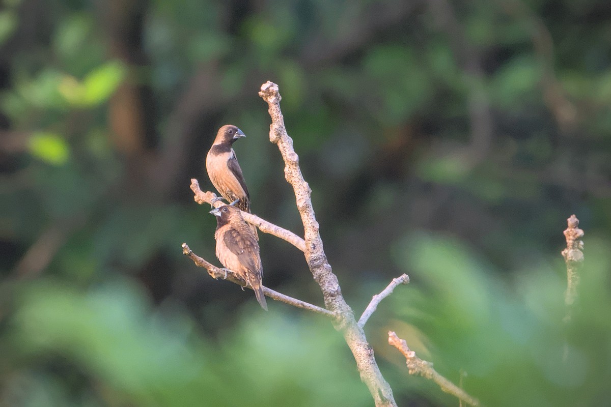 Black-throated Munia - ML643773774