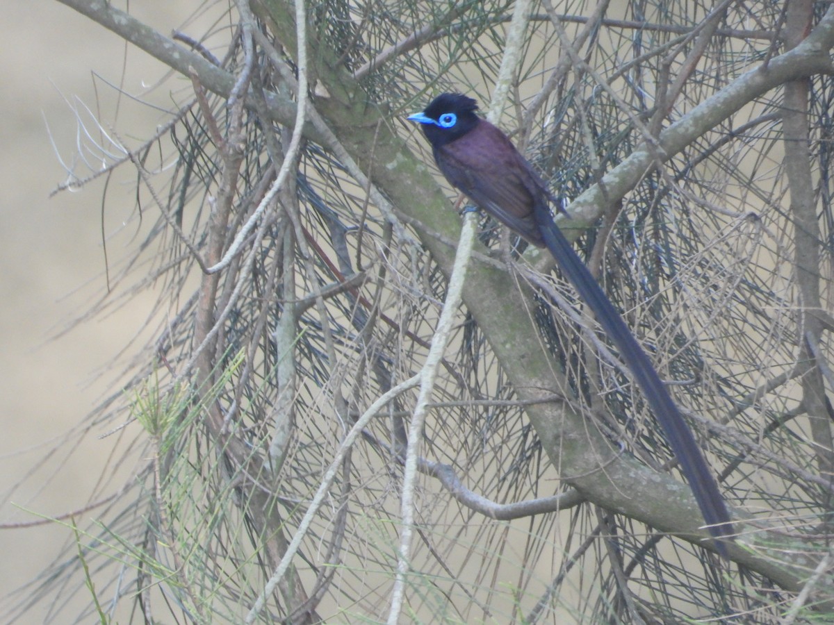 サンコウチョウ - ML643773779