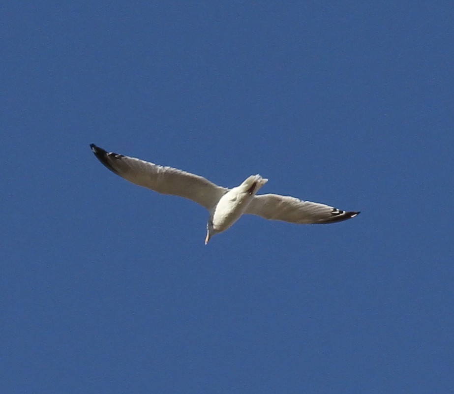 Ring-billed Gull - ML643773780