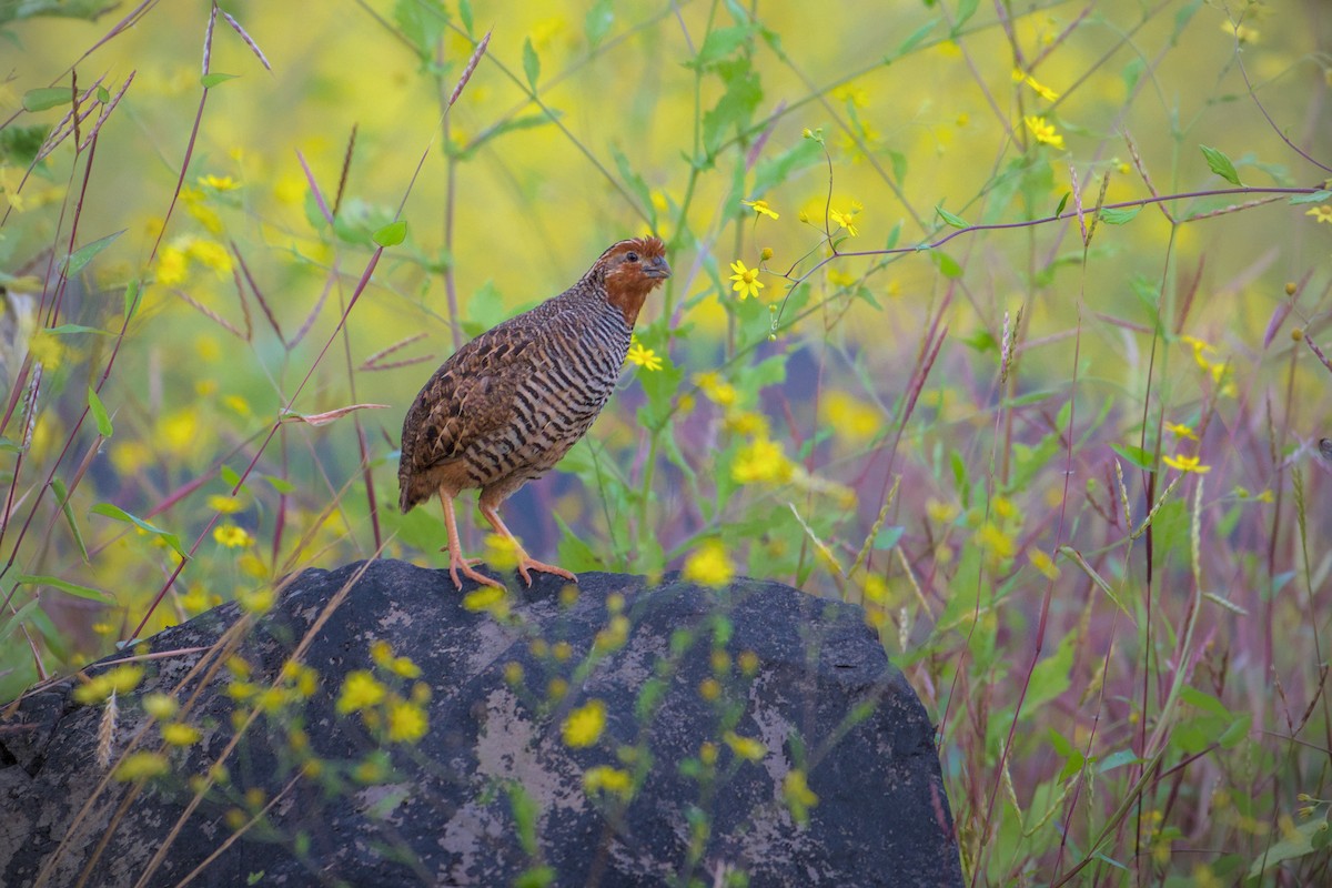 Jungle Bush-Quail - ML643773783