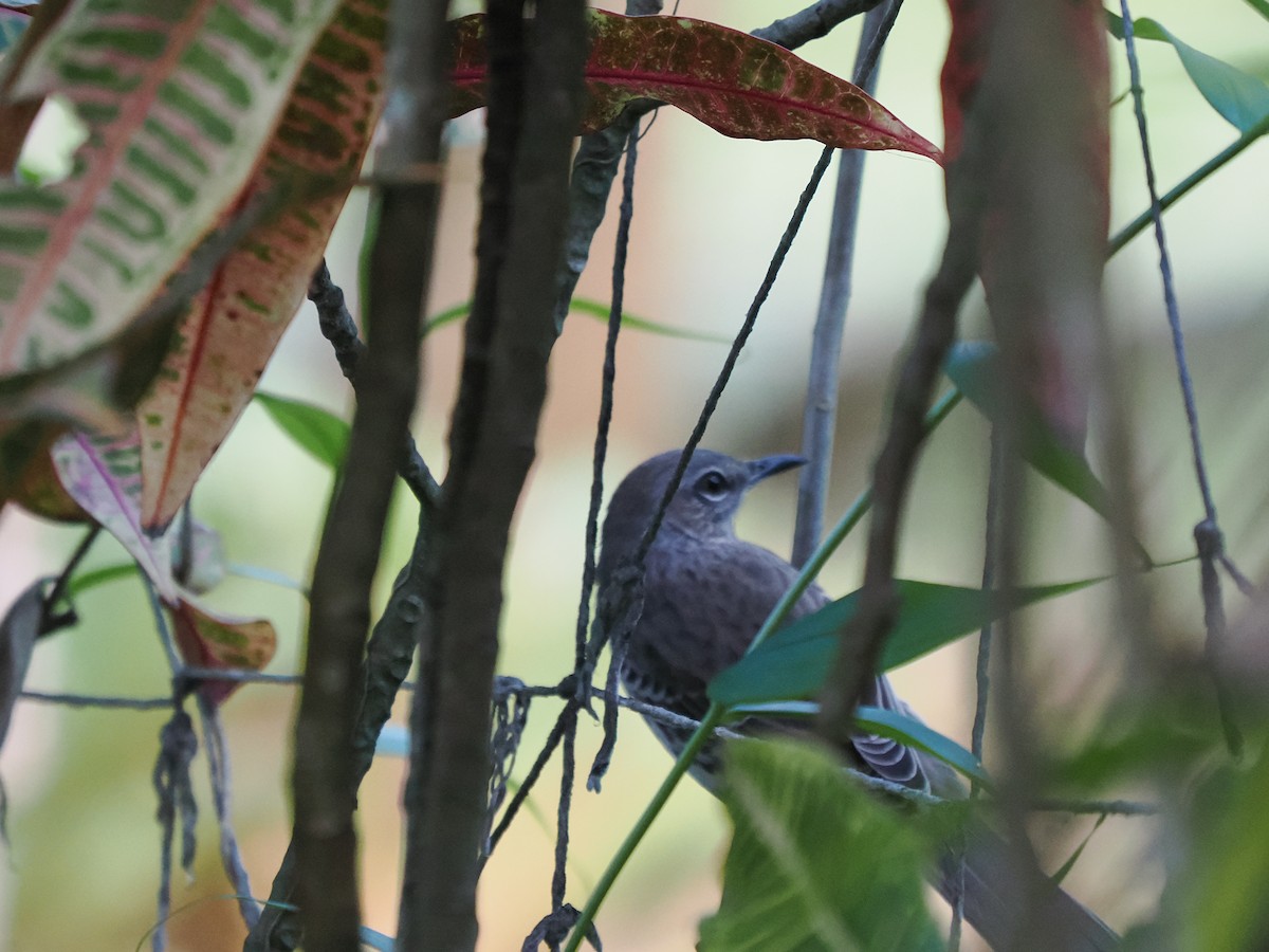 Bahama Mockingbird - ML643773786