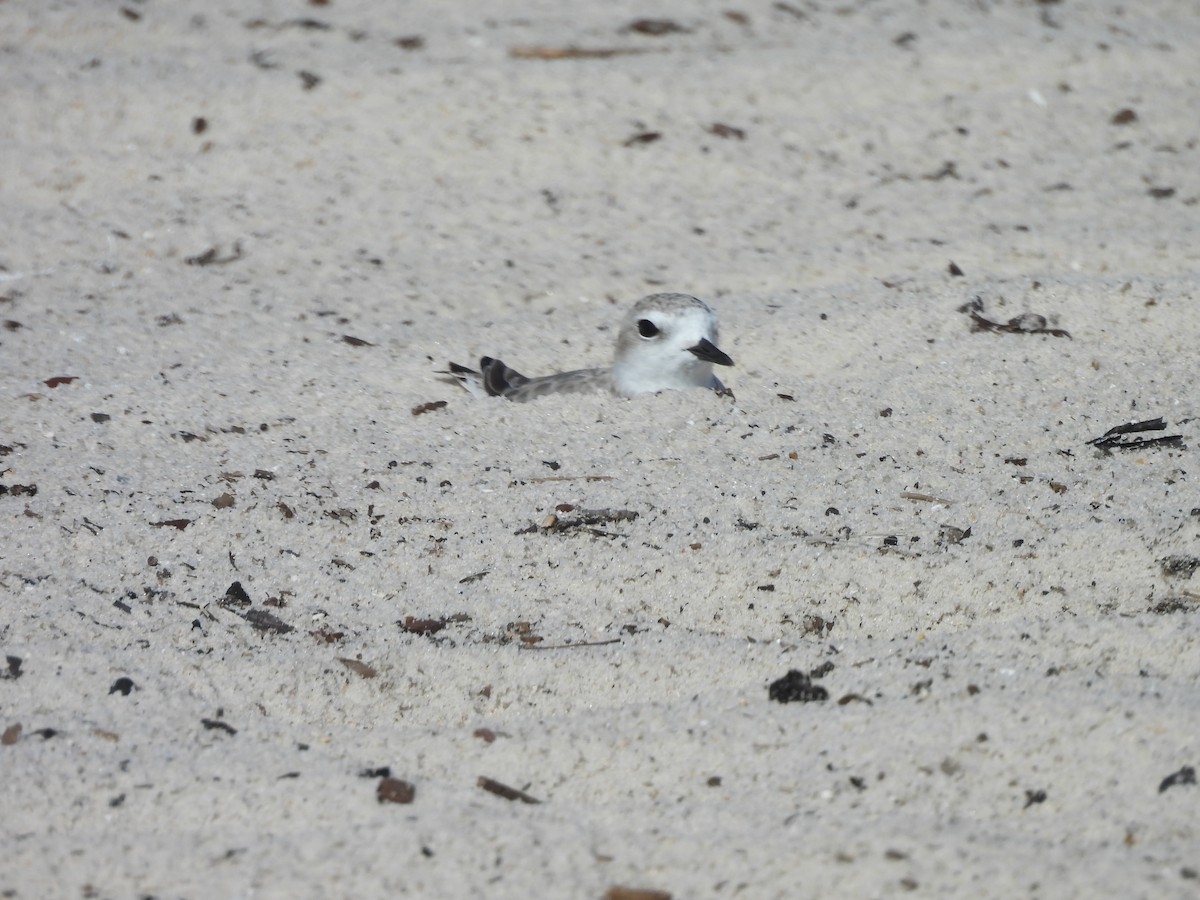 Snowy Plover - ML643773800