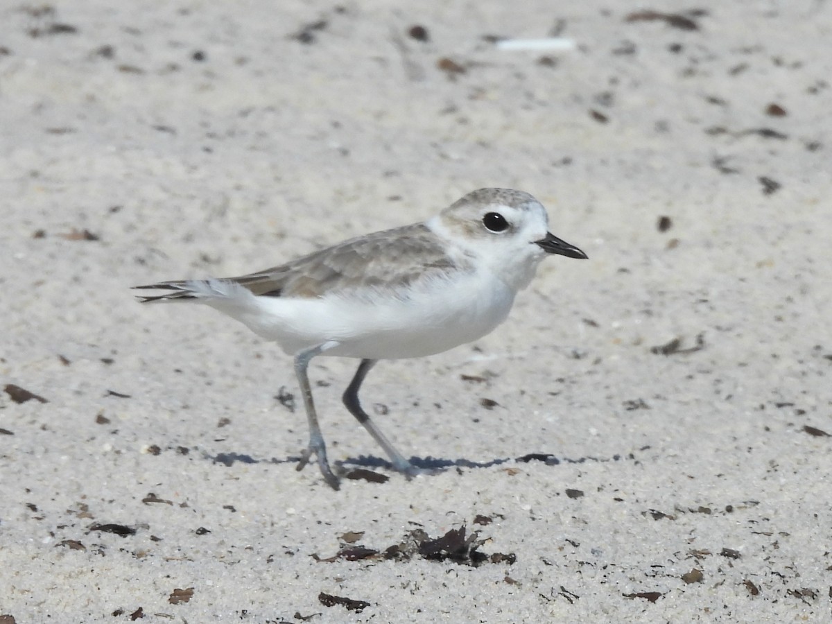 Snowy Plover - ML643773814