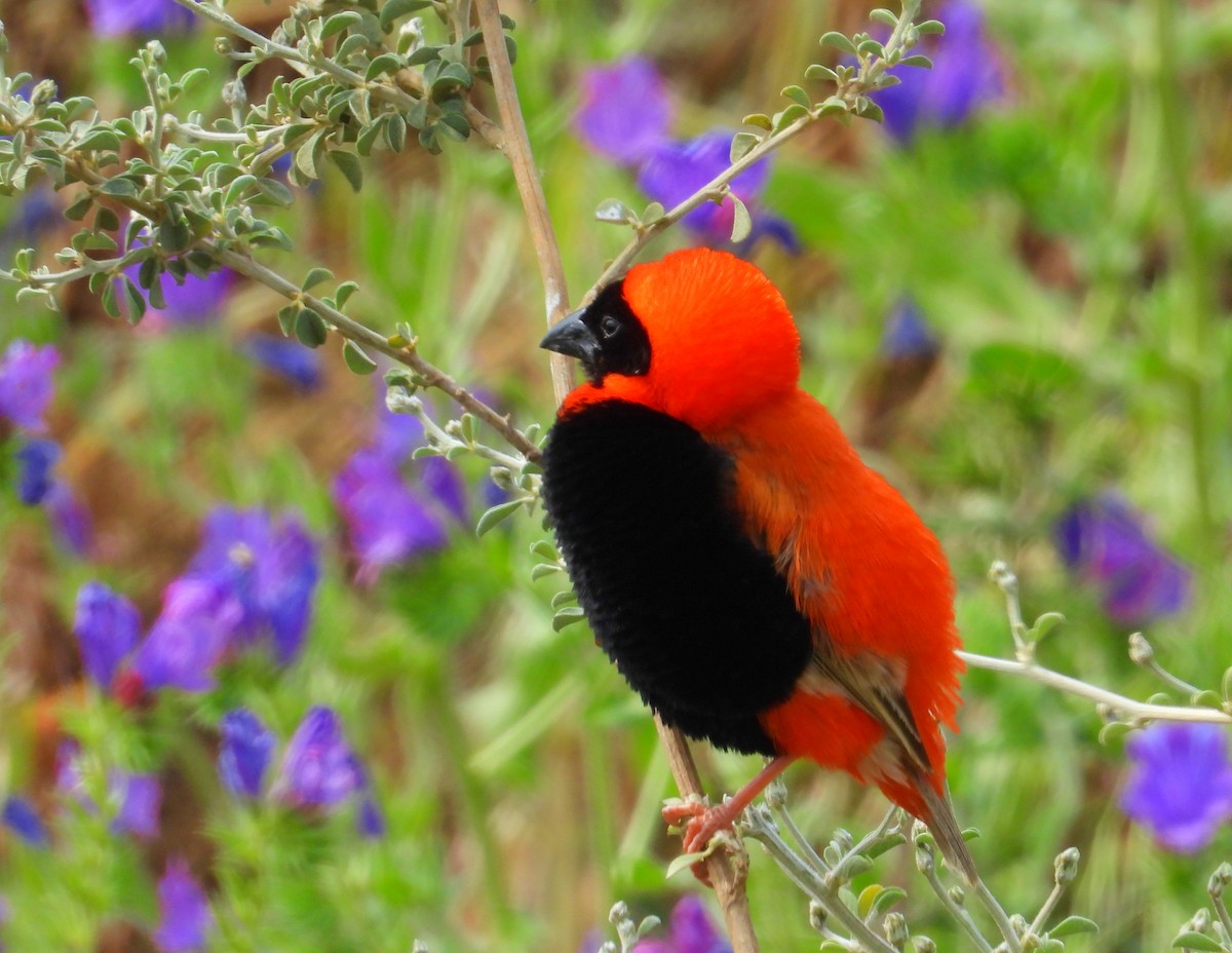 Southern Red Bishop - ML643773815