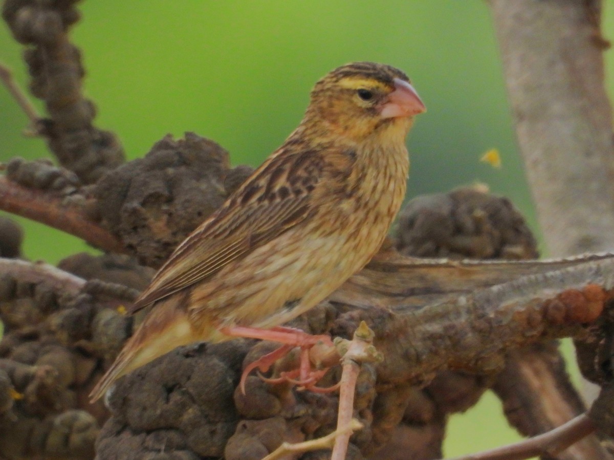 Southern Red Bishop - ML643773816