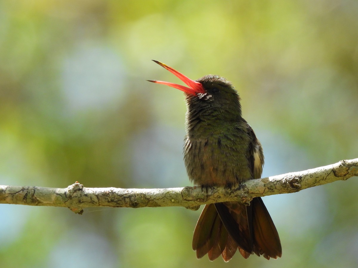 gyllenkolibri - ML643773830