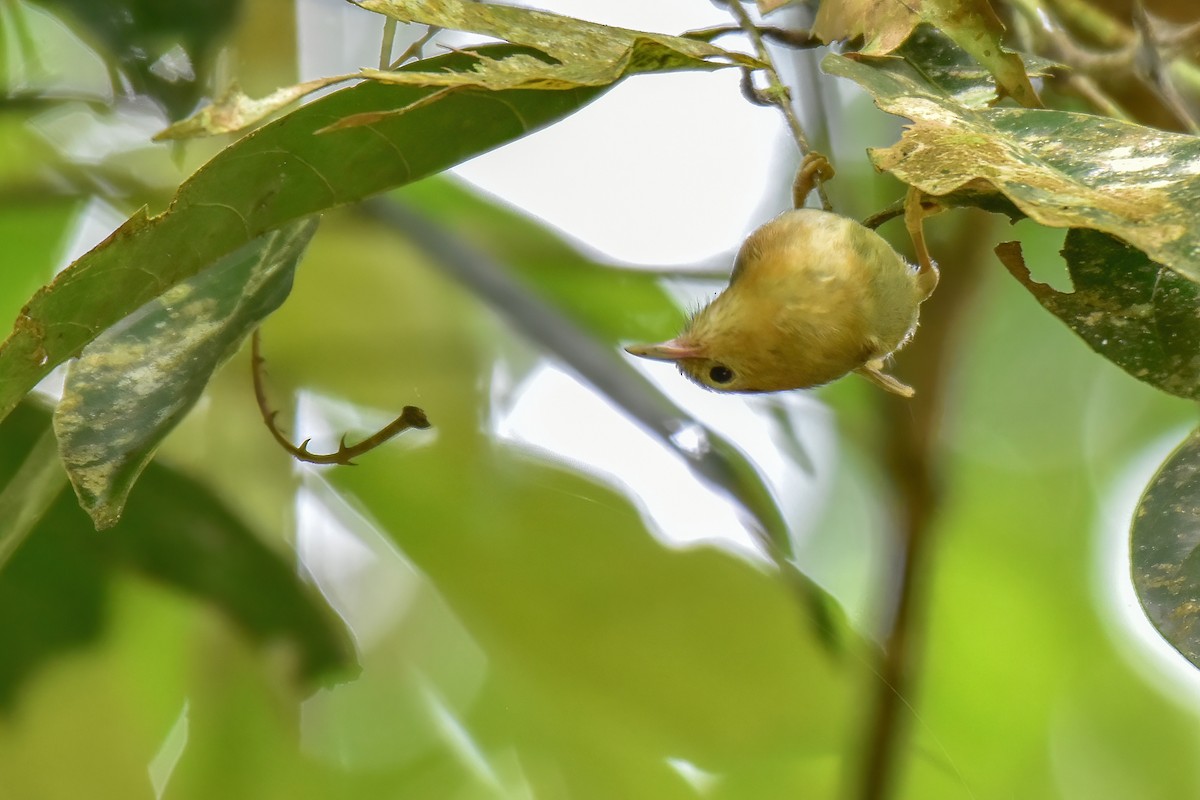 rustpannetimal - ML643773835