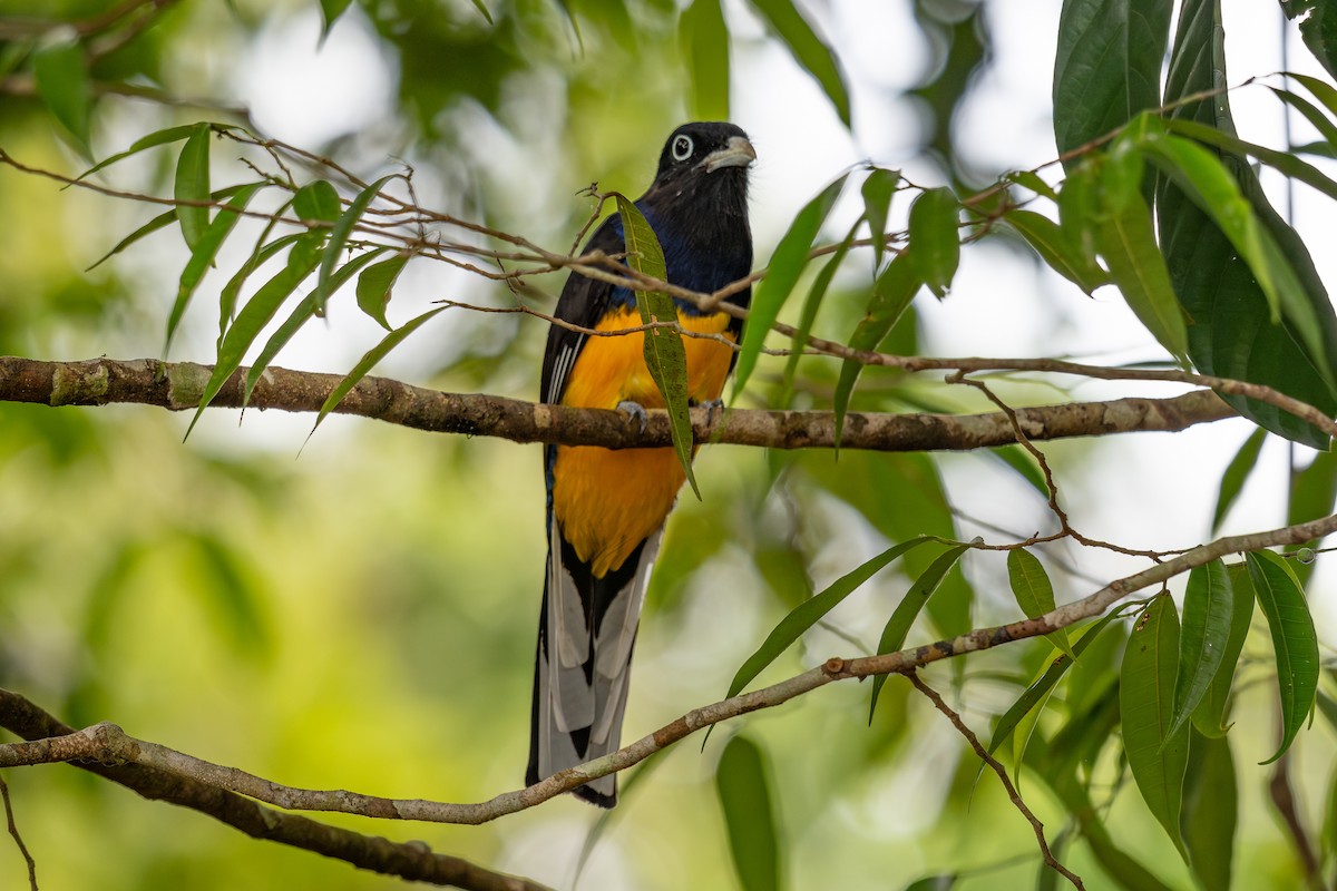 Green-backed Trogon - ML643773839