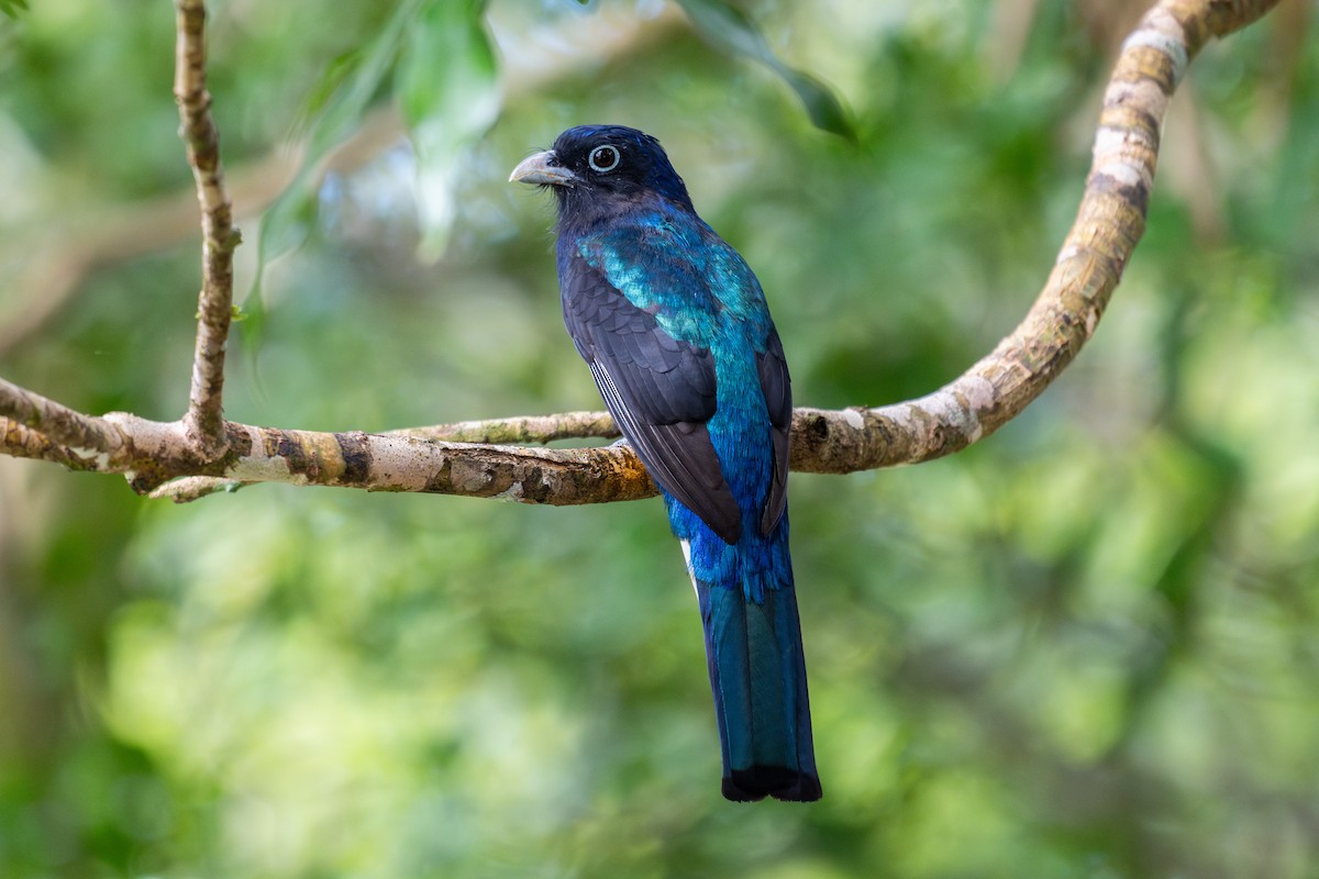 Green-backed Trogon - ML643773850