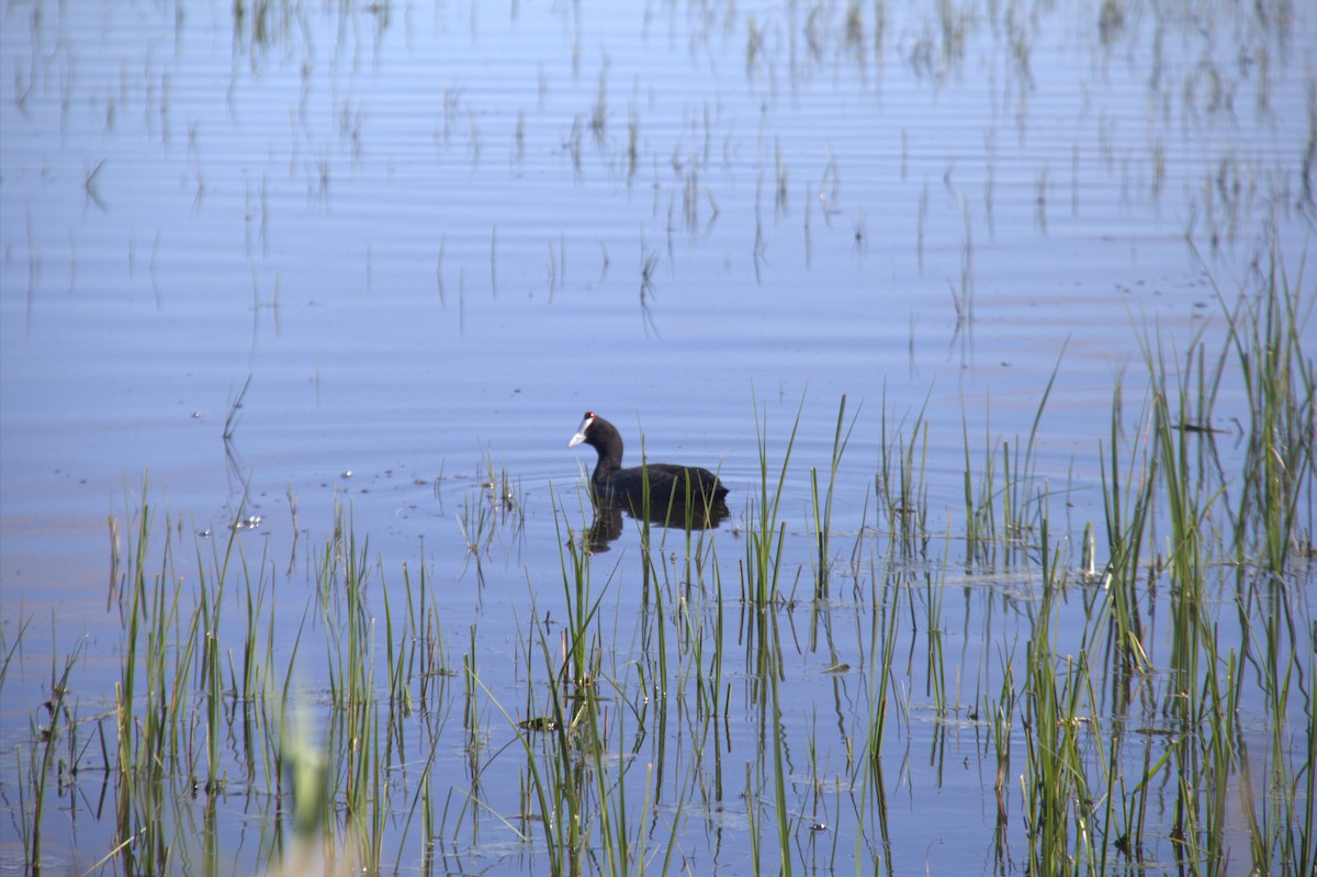 Red-knobbed Coot - ML643773865