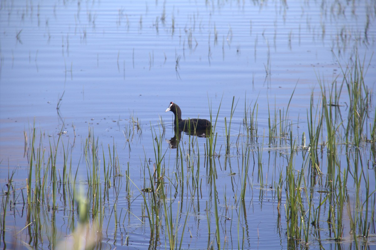 Red-knobbed Coot - ML643773866