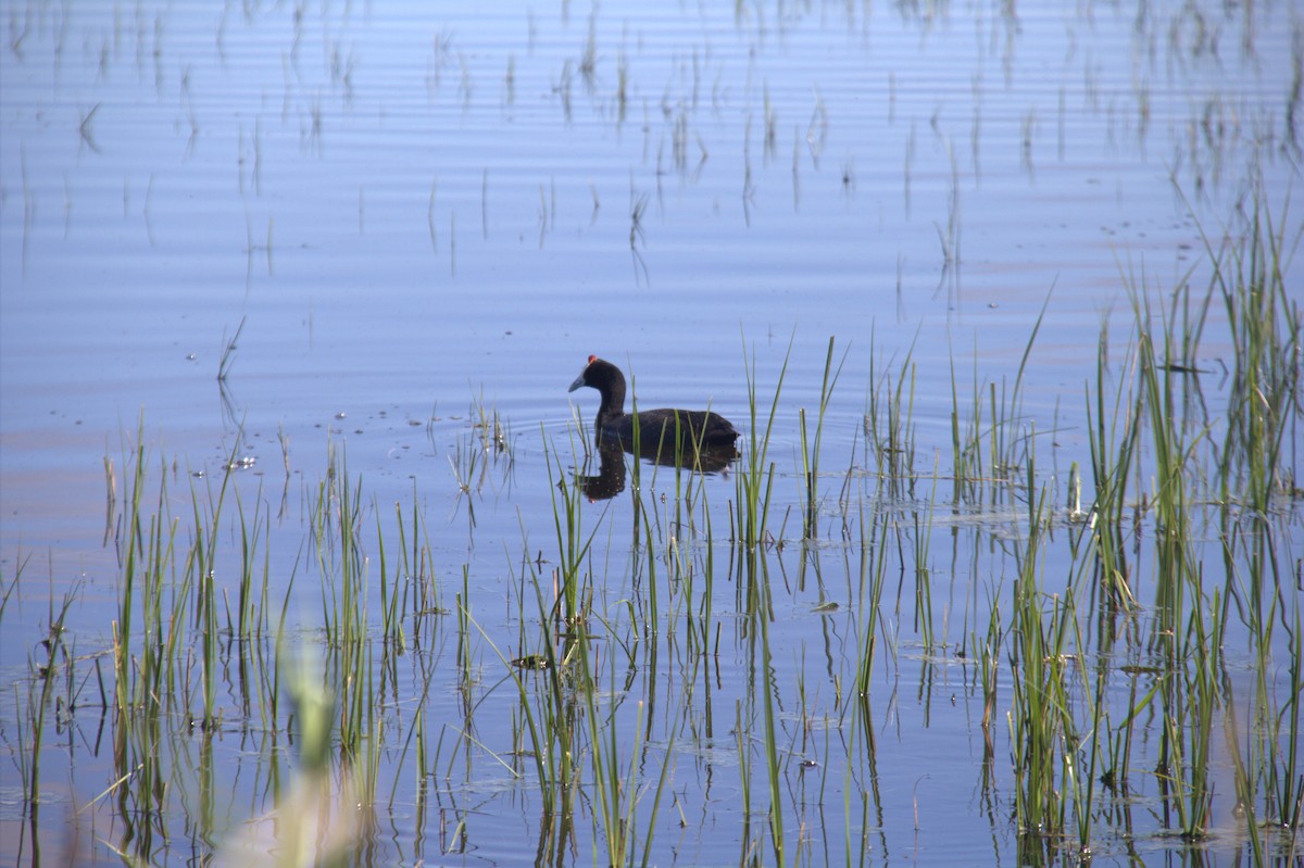Red-knobbed Coot - ML643773867