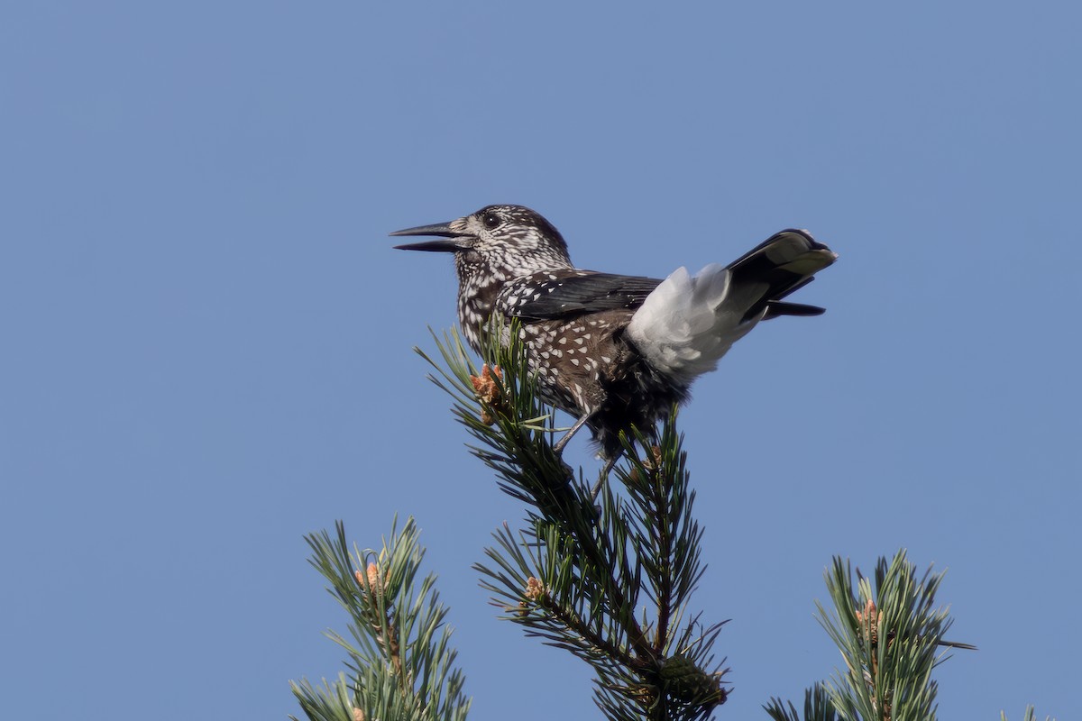 nøttekråke - ML643773876