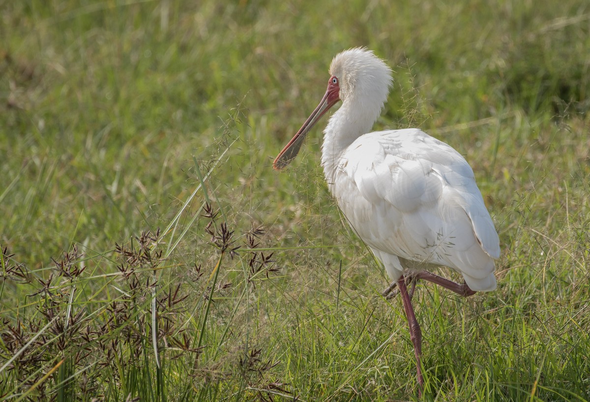 afrikaskjestork - ML643773889
