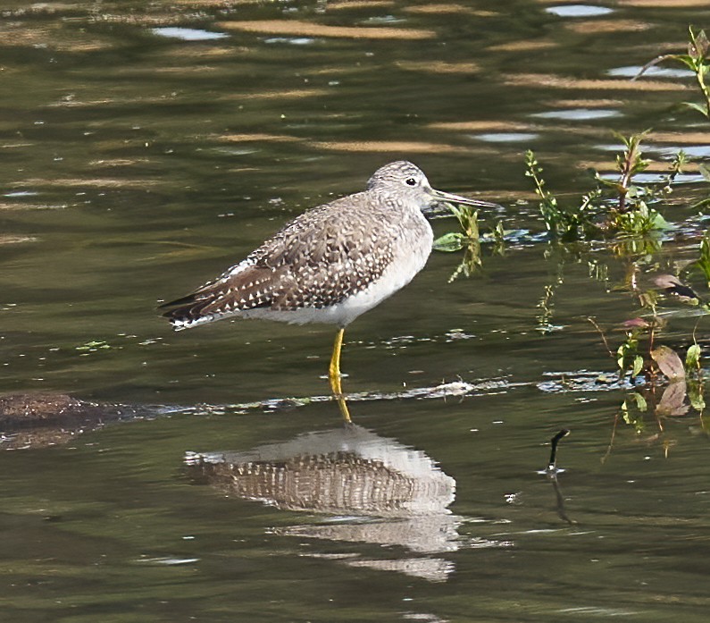 plystresnipe - ML643773892