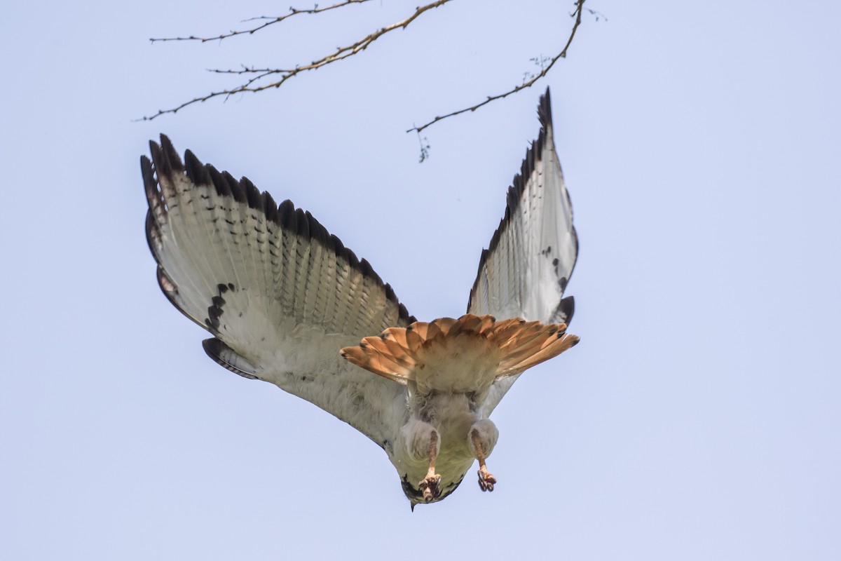 Augur Buzzard (Augur) - ML643773894
