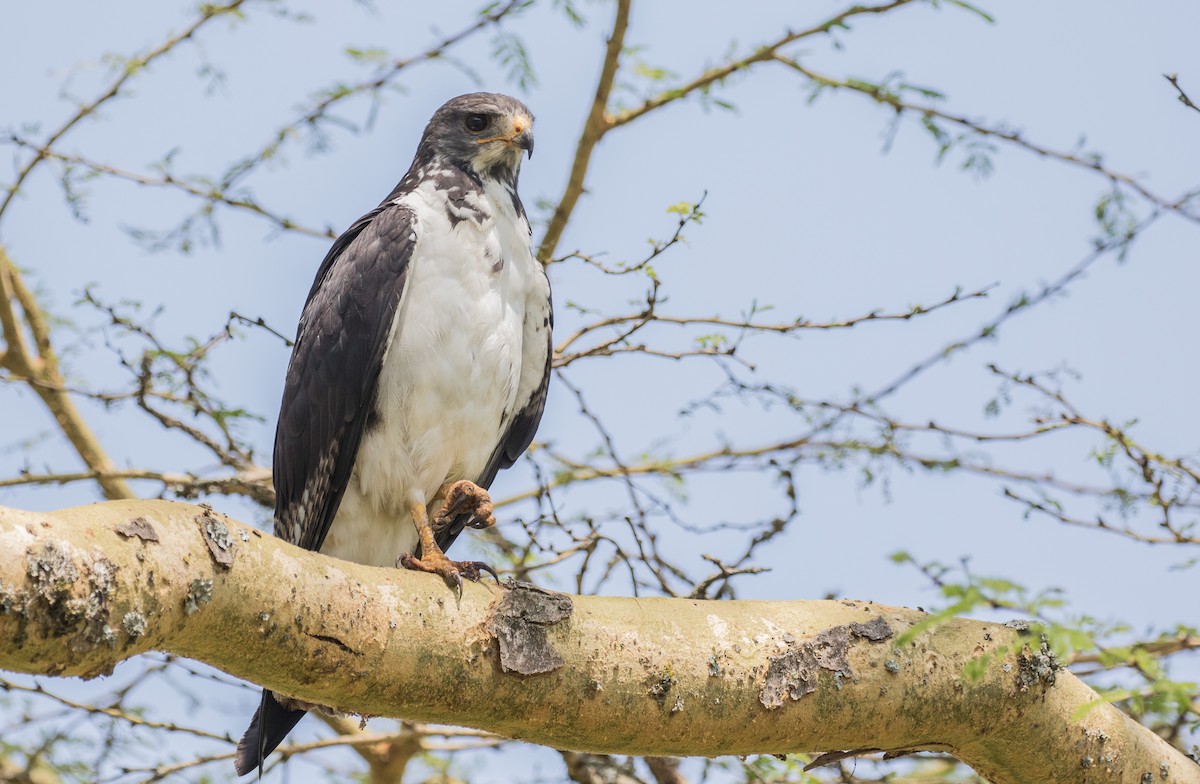 Augur Buzzard (Augur) - ML643773895