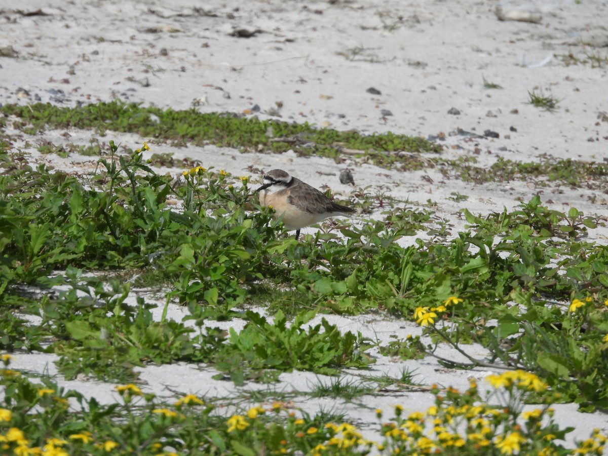 Kittlitz's Plover - ML643773896