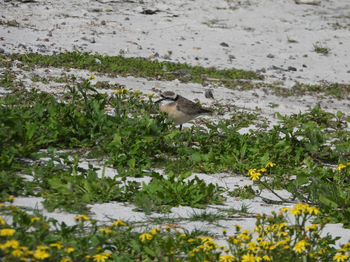Kittlitz's Plover - ML643773897