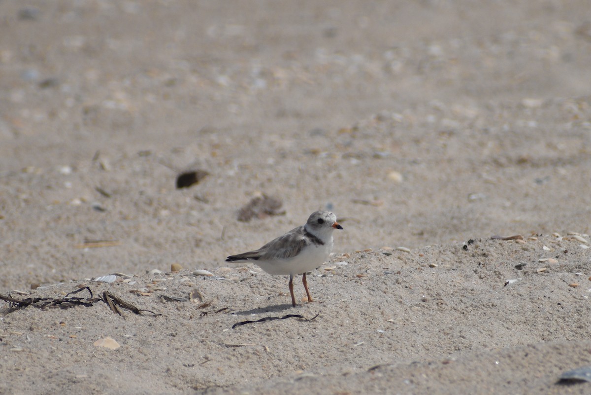 Piping Plover - ML643773898