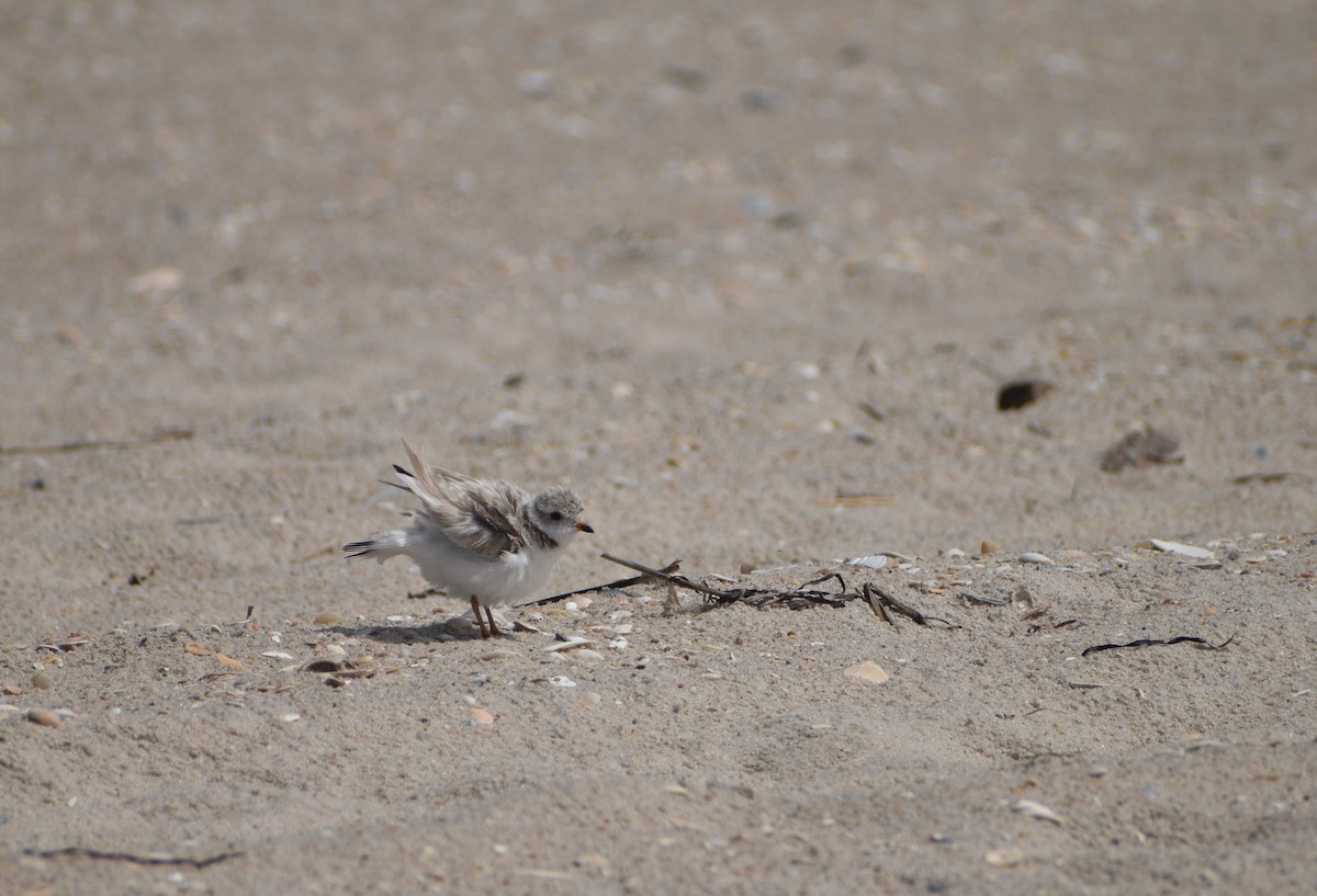 Piping Plover - ML643773899