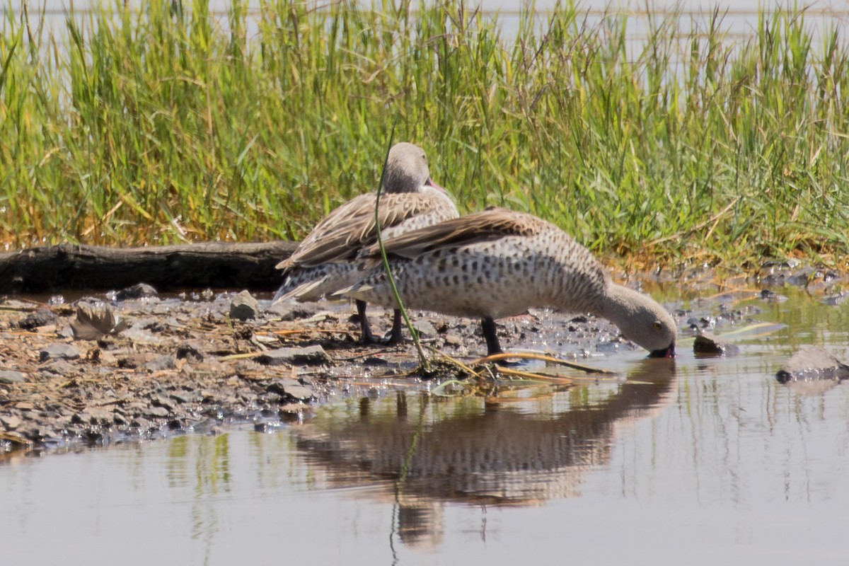 Cape Teal - ML643773903